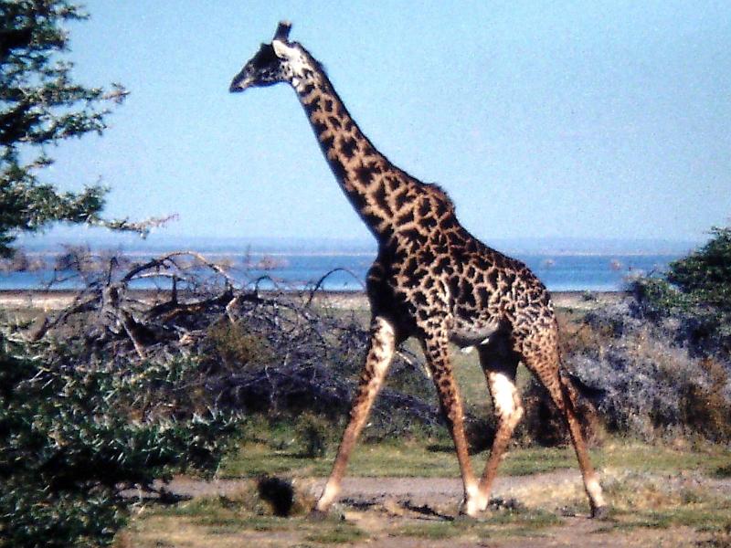 Afrc 00 347 Girafa.jpg